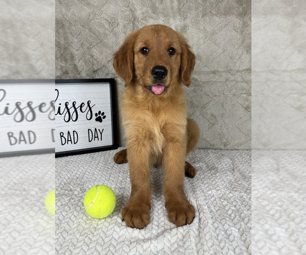 Medium Photo #7 Golden Retriever Puppy For Sale in INDIANAPOLIS, IN, USA