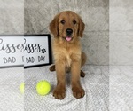 Small #6 Golden Retriever