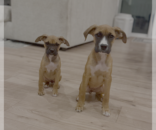 Medium Photo #3 Boxerhuahua Puppy For Sale in Bellevue, WA, USA