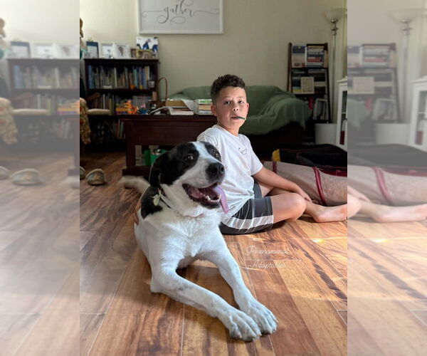 Medium Photo #7 American Pit Bull Terrier-Great Pyrenees Mix Puppy For Sale in Evansville, IN, USA