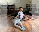 Small #6 American Pit Bull Terrier-Great Pyrenees Mix