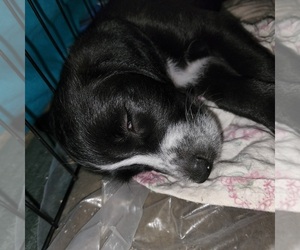 Labrador Retriever Puppy for sale in BUDA, TX, USA