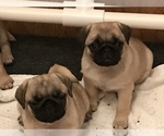 Small Photo #23 Pug Puppy For Sale in MANTECA, CA, USA