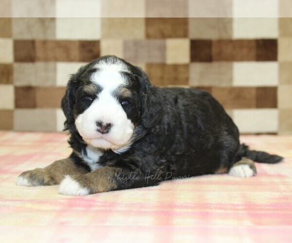 Medium Photo #1 Bernedoodle (Miniature) Puppy For Sale in DENVER, PA, USA