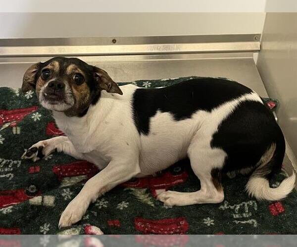 Medium Photo #1 Chihuahua-Unknown Mix Puppy For Sale in Modesto, CA, USA