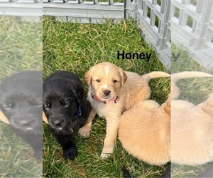 Medium Australian Retriever