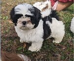 Small Photo #12 Shih Tzu Puppy For Sale in BRIDGEWATER, VA, USA