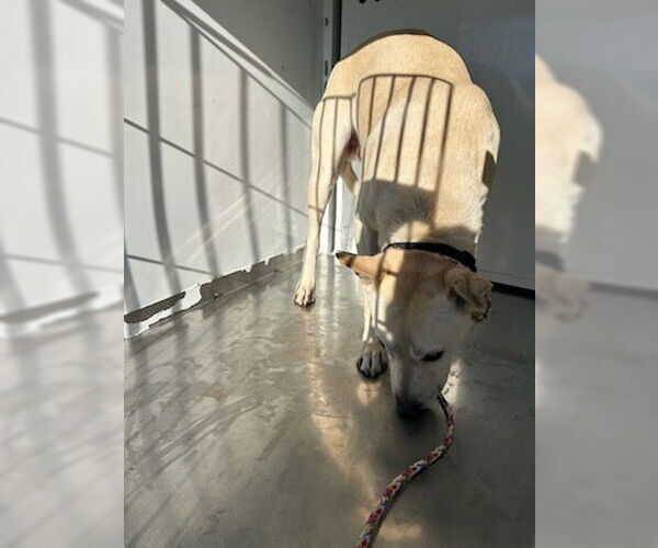 Medium Photo #1 Labrador Retriever-Unknown Mix Puppy For Sale in Stockton, CA, USA