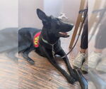Small #4 German Shepherd Dog