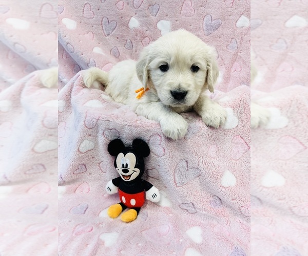 Medium Photo #2 Golden Retriever Puppy For Sale in PHILLIPSBURG, NJ, USA