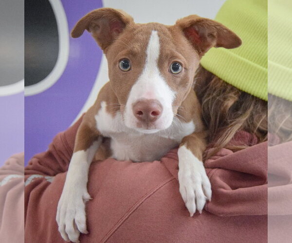 Medium Photo #5 Border Collie-Whippet Mix Puppy For Sale in Huntley, IL, USA