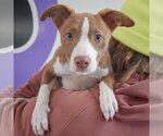 Small #4 Border Collie-Whippet Mix