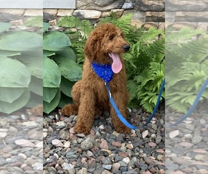 Goldendoodle-Poodle (Standard) Mix Puppy for Sale in DALLAS, Wisconsin USA