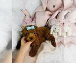 Poodles - Female Poodle (Toy) Puppy for Sale - Photo #6