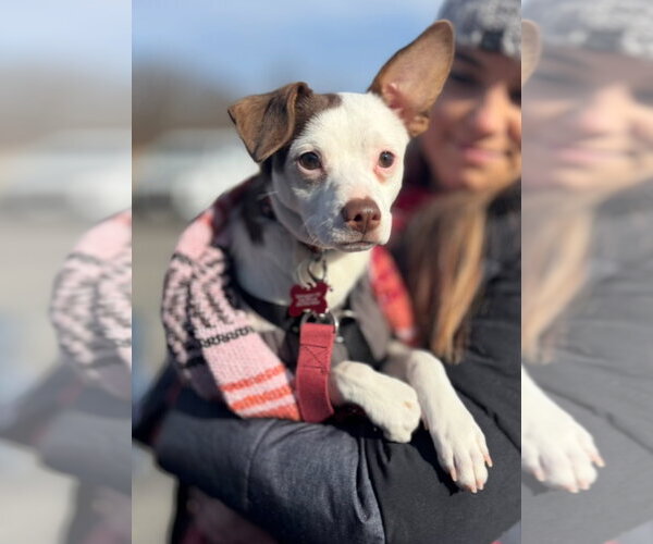 Medium Photo #10 Rat-Cha Puppy For Sale in Grafton, WI, USA