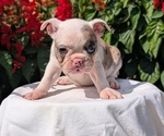 Small #6 Faux Frenchbo Bulldog