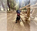 Small #9 Labrador Retriever Mix