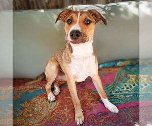 American Staffordshire Terrier-Labrador Retriever Mix Dogs for adoption in Albuquerque, NM, USA