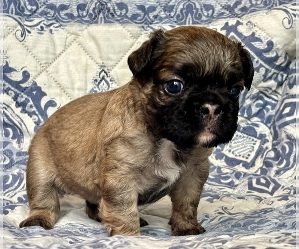 Medium Photo #4 French Bulldog Puppy For Sale in NEWTON, NJ, USA