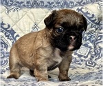 Small #3 French Bulldog