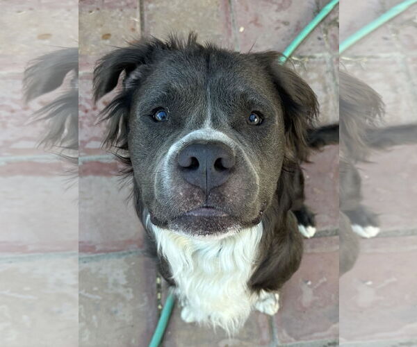 Medium Photo #2 American Pit Bull Terrier Puppy For Sale in Phoenix, AZ, USA