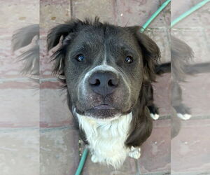 Bubba Bear - Male American Pit Bull Terrier Dog for Adoption - Photo #2