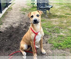 German Shepherd Dog-Siberian Husky Mix Dogs for adoption in Orange, CA, USA