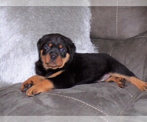 Rottweiler Puppy for sale in FREDERICKSBG, OH, USA