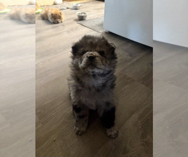 Medium Photo #5 Chow Chow Puppy For Sale in YUCCA VALLEY, CA, USA