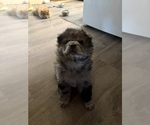 Litter of 3 - Male(s) and Female(s) Chow ChowLitter of Puppies for Sale - Photo #5
