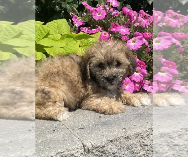 Medium Photo #5 Lhasa Apso-Poodle (Toy) Mix Puppy For Sale in CANOGA, NY, USA