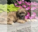 Small #4 Lhasa Apso-Poodle (Toy) Mix