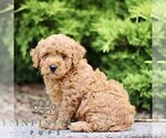 Small #2 Goldendoodle (Miniature)