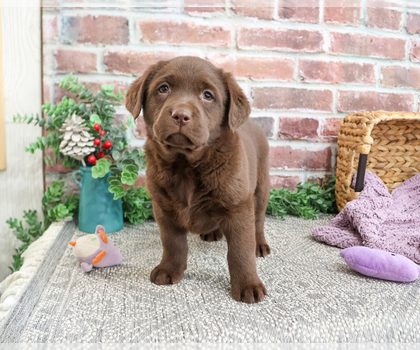 Medium Photo #2 Labrador Retriever Puppy For Sale in SYRACUSE, IN, USA