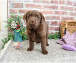 Small #1 Labrador Retriever