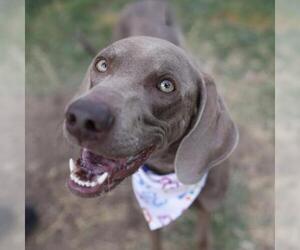 Unknown-Weimaraner Mix Dogs for adoption in San Antonio, TX, USA