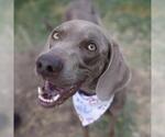 Small Weimaraner Mix
