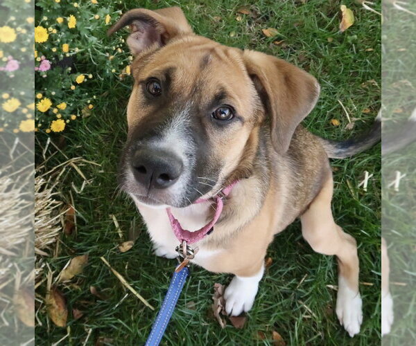 Medium Photo #5 German Shepherd Dog-Unknown Mix Puppy For Sale in Minneapolis, MN, USA