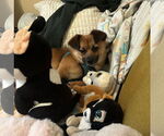 Small #7 Mutt