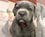 Small Photo #8 Cane Corso Puppy For Sale in KANSAS CITY, MO, USA