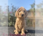 Small Photo #7 Labradoodle Puppy For Sale in PORTERVILLE, CA, USA