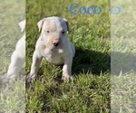 Puppy 0 Dogo Argentino