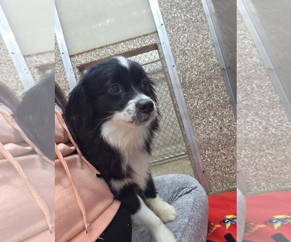 Medium Photo #2 Papillon-Unknown Mix Puppy For Sale in Martinsburg, WV, USA