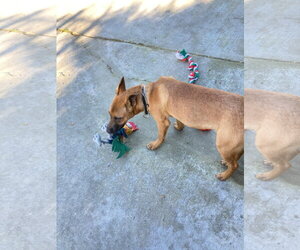 Valentino - Male Mutt Dog for Adoption - Photo #7