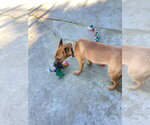 Small Photo #7 Mutt Puppy For Sale in San Diego, CA, USA