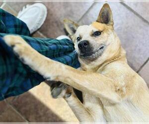 Mutt Dogs for adoption in San Antonio, TX, USA