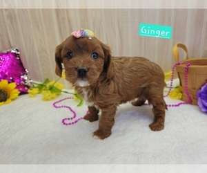 Cavapoo Puppy for sale in CHADWICK, MO, USA