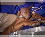 Small #2 Redbone Coonhound Mix