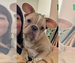 Small Photo #85 French Bulldog Puppy For Sale in MCKINLEYVILLE, CA, USA