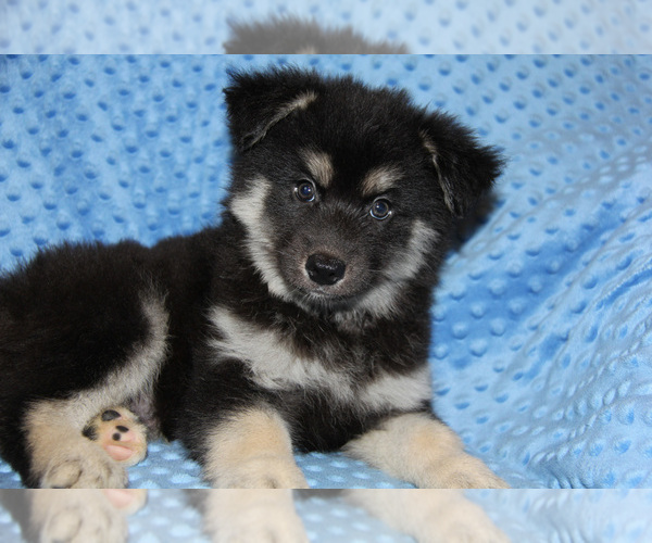 Medium Photo #1 Pomsky Puppy For Sale in DENTON, TX, USA